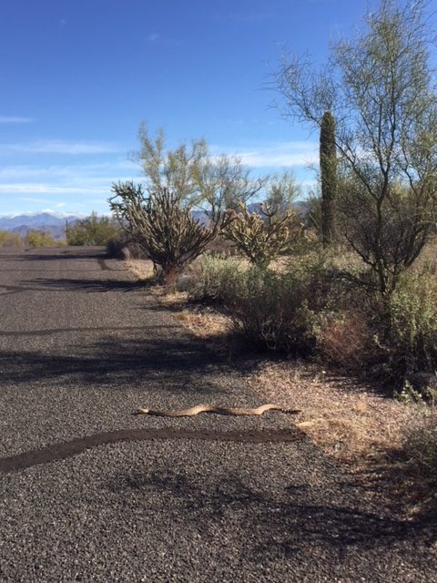 photo of rattlesnake